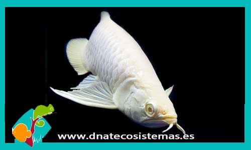 albin-arowana-albina-arowana-majestick-red-violet-fusion-arowana-super-red-crimson-red-dnatecosistemas-tienda-de-peces-online-pez-dragon-