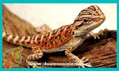 oferta-venta-dragon-barbudo-australiano-red-7.5-8cm-ccee-pogona-vitticeps-tienda-de-reptiles-baratos-online-venta-de-pogonas-economicas-por-internet-tienda-reptiles-rebajas-online
