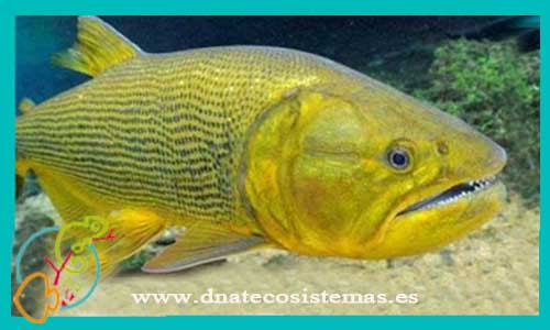 oferta-pirayu-dorado-8-15cm-salminus-brasiliensis-tienda-de-ciclidos-americanos-baratas-online-venta-de-peces-de-agua-dulce-economicos-por-internet-tienda-de-mascotas-online