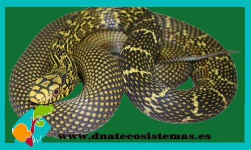 culebra-verdiamarilla-china-elaphe-carinata-serpientes-baratas-online-calidad-reptiles-tienda-de-reptiles-online-dnatecosistemas