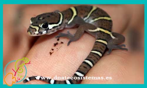 oferta-venta-gecko-leopardo-usa-l-coleonys-mitratus-tienda-de-reptiles-baratos-online-venta-de-geckos-economicos-por-internet-tienda-mascotas-rebajas-online