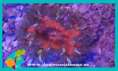 epicystis-crucifer-tricolor-amarillo-anemonas-tienda-de-peces-online