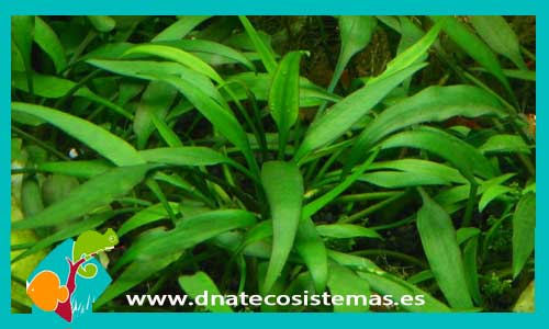 cryptocorine-wilissi-plantas-para-acuarios-de-agua-dulce