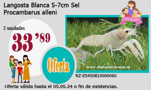 Langosta Blanca 5-7cm Sel.