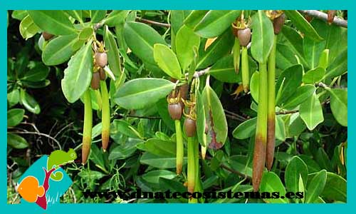 rhizophora-mangle-vaina-venta-de-plantas-marinas