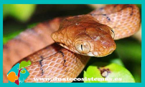serpiente-del-manglar-boiga-irregularis-gemmicincta-tienda-de-serpiente-y-animales-online-venta-de-animales-serpiente-y-reptiles-online