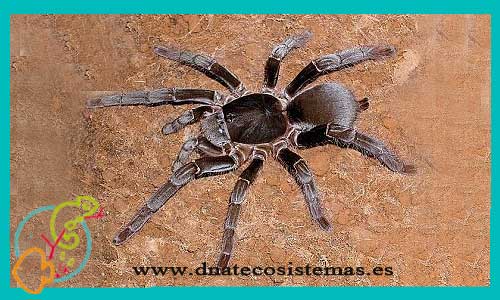 oferta-venta-tarantula-gigante-africana-m-l-ccee-hysterocrates-gigas-tienda-tarantulas-baratas-online-venta-invertebrados-bonitos-por-internet-tienda-mascotas-rebajas-online