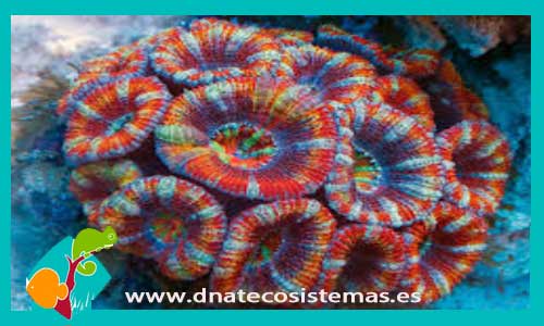 acanthastrea-echinata-tricolor-med-gcoral-duro-coral-blando-tienda-de-peces-