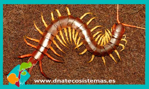 escalopendra-gigante-asiatica-scolopendra-subspinipes-tienda-de-insectos-online