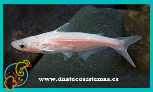 oferta-venta-pangasius-albino-10cm-sel-pangasisus-sutchi-tienda-peces-tropicales-baratos-online-venta-peces-gatos-por-internet-tienda-mascotas-peces-rebajas-con-envio