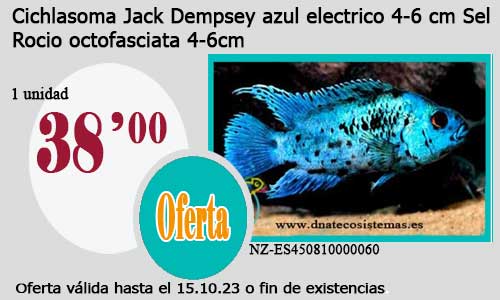 Cichlasoma Jack Dempsey azul electrico 4-6 cm Sel