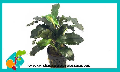 bucephalandra-lalina-bucephalandra-dnatecosistemas-tienda-online-de-plantas-naturales-acuaticas-para-acuarios-de-agua-dulce