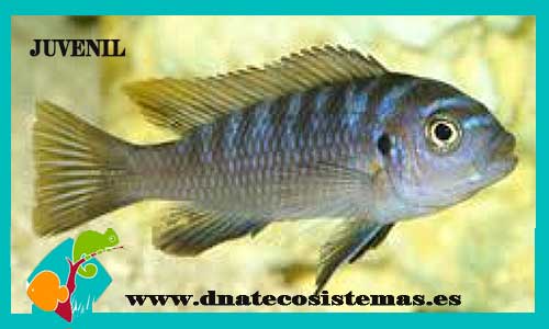 cynotilapia-afra-2-3cm-adultociclido-tienda-de-peces-online-peces-por-internet-venta-de-ciclidos-africanos-malawi-tanganica