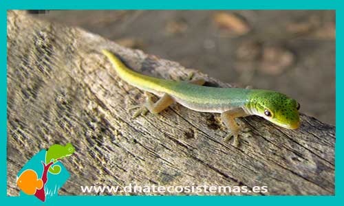 gecko-arboricola-multicolor-lygodactylus-conraui-tienda-de-reptiles-online-venta-reptiles-online