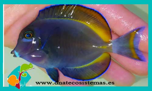 acanthurus-nigricans-l-venta-de-peces-marinos-online-