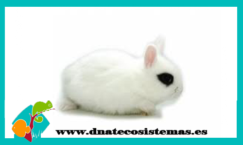 conejo-enano-chip-tienda-conejo-online-accesorios-juguetes-comida-golosinas-conejos