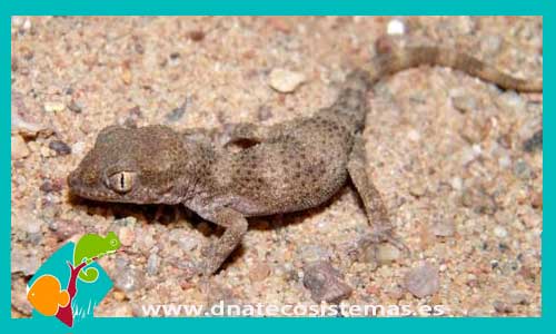 gecko-de-las-piramides-bunopus-blandordi-tienda-de-reptiles-online-venta-de-reptiles-online