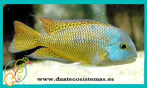 oferta-venta-cichlasoma-nicaranguense-6-7cm-ccee-hypsophrys-nicaraguensis-nematopus-tienda-peces-online-venta-ciclidos-americanos-por-internet-tienda-mascotas-peces-cilcidos-rebjas-envio