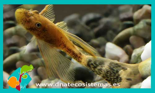 ancistrus-dolichopterus-lda16-velo-marmol-venta-de-peces-online