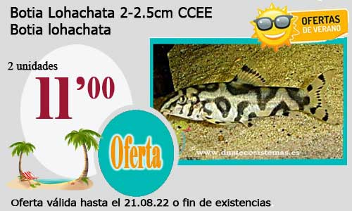 Botia Lohachata    2-2.5cm CCEE