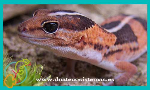 oferta-venta-gecko-leopardo-africano-l-ccee-hemitheconyx-caudicinctus-tienda-de-reptiles-baratos-online-venta-de-geckos-economicos-por-internet-tienda-mascotas-rebajas-online