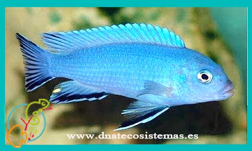 oferta-venta-pseudotropheus-cebra-azul-cobalto-4-4,5cm-metriaclima-zebra-tienda-ciclidos-baratos-online-venta-peces-malawi-por-internet-tienda-mascotas-dnatecosistemas-rebajas-peces-africanos-online