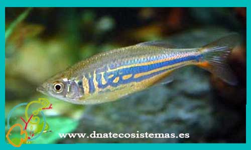 Danio malabaricus 4-5cm  CCEE