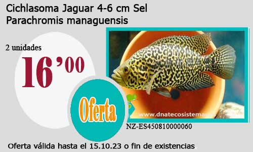 Cichlasoma Jaguar 4-6 cm Sel
