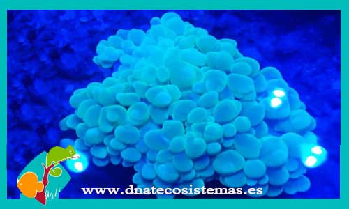 euphyllia-ancora-tienda-de-peces-online-coral-duro-peces-por-internet-mundo-marino-coral-duro-accesorios-skimmer-bomba-iman-sal-nitrato-fluorescente