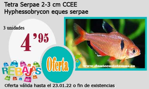 Tetra Serpae 2-3 cm CCEE