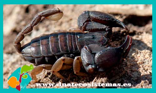 escorpion-excavador-malgache-opisthacanthus-madagascariensis-tienda-de-aracnidos-quelicerados-online-venta-de-escorpiones-online-tienda-barata-de-aranas-y-escorpiones