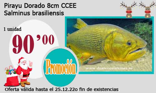 Pirayu Dorado 8cm CCEE