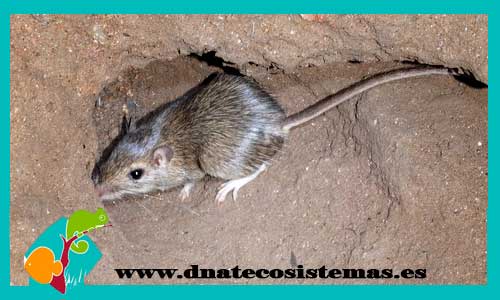 raton-de-bolsillo-de-desierto-chaetodipus-penicillatus-calomyscus-bailwardi-hamster-comun-europeo-cricetus-cricetus