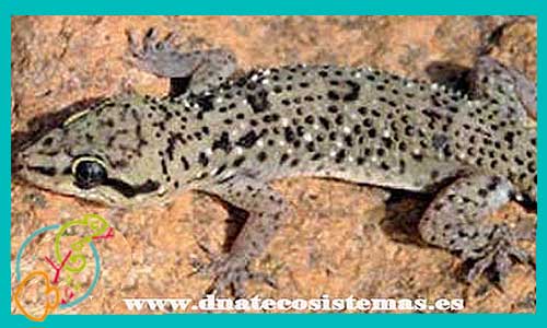 oferta-venta-gecko-africano-de-puntos-blancos-hemidactylus-albituberculatus-reptiles-barato-oferta-dedos-de-hoja-asiatico-hemidactylus-frenatus-tienda-de-reptiles-online-venta-reptiles-online