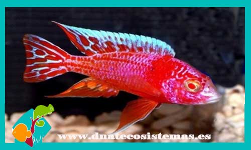 aulonocara-strawberry-super-color-4-5cm-venta-de-ciclido-africano-malawi-tienda-de-peces-online-tienda-de-pece-online-peces-por-internet-peces-agua-dulce