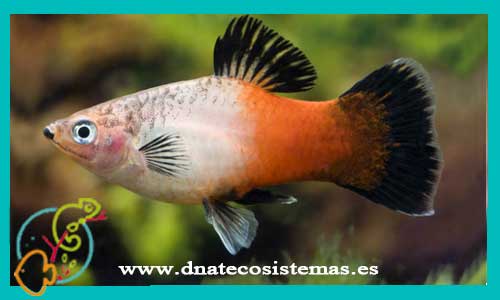 xiphophorus-tricolor-maculatusplaty-rojo-pincel-platy-tigre-platy-tiger-tienda-de-viviparos-acuarios-a-medida-venta-online-de-peces-peces-baratos-platy-bee-platy-avispa