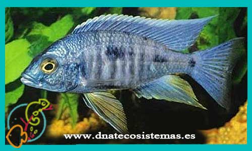 oferta-venta-haplochromis-ahli-5-6cm-ccee-haplochromis-obliquidens-nyererei-latifasciatus-tienda-peces-online-venta-cromis-por-internet-tienda-mascotas-peces-ciclidos-rebajas-con-envio