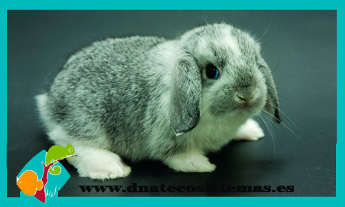 Conejo Belier gris y blanco