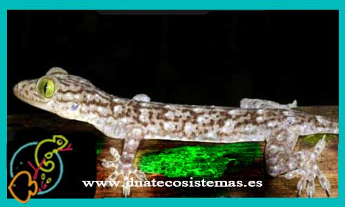 oferta-venta-gecko-de-ojos-verde-m-l-ccee-gecko-smithi-tienda-de-reptiles-baratos-online-venta-de-geckos-economicos-por-internet-tienda-mascotas-rebajas-online