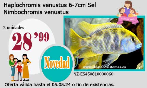 Haplochromis venustus 6-7cm Sel.