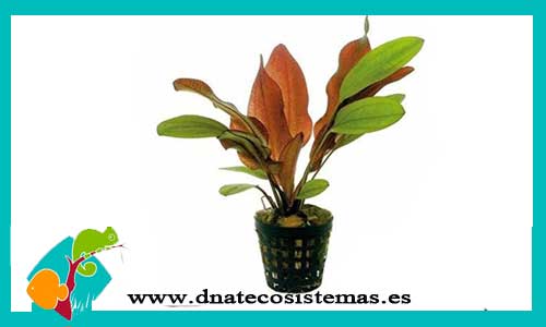 echinodorus-red-flame-plantas-para-acuarios-de-agua-dulce