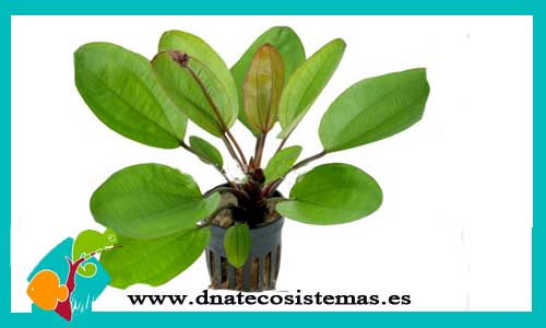 echinodorus-yeni-plantas-para-acuarios-de-agua-dulce