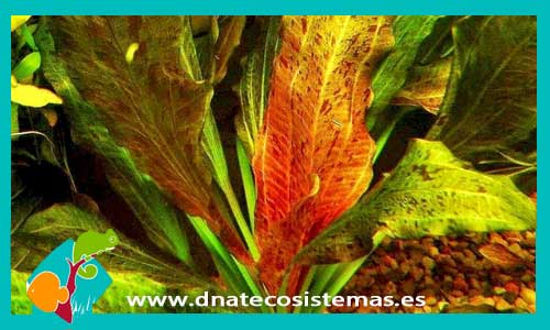echinodorus-roja-ozelot-plantas-para-acuarios-de-agua-dulce