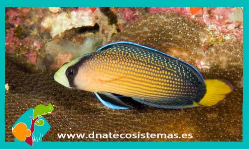 pseudochromis-spendens-tienda-de-peces-online-peces-por-internet-mundo-marino-todo-marino