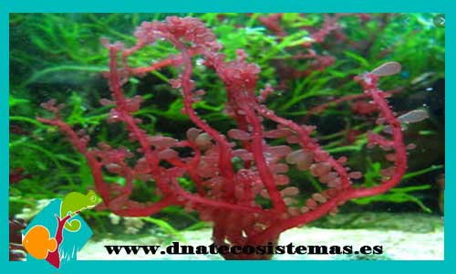alga-grape-red-botryocladia-spp-venta-de-peces-marinos-baratos