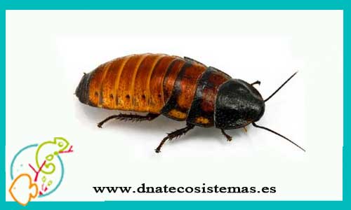oferta-cucaracha-gigante-de-madagascar-elliptorhina-chopardi-unidades-tienda-insectos-online-venta-invertebrados-por-internet-tiendamascotasonline-barato-economico