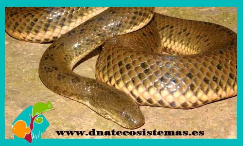 serpiente-acuatica-china-enhydris-chinensis-tienda-de-reptiles-online-venta-de-serpientes-online-serpiente-barata