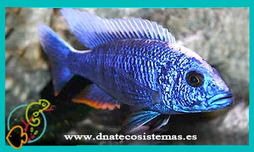 oferta-venta-aulonocara-nyassae-azul-4-5cm-ccee-tienda-peces-online-venta-ciclidos-por-internet-tienda-mascotas-peces-rebajas-con-envio