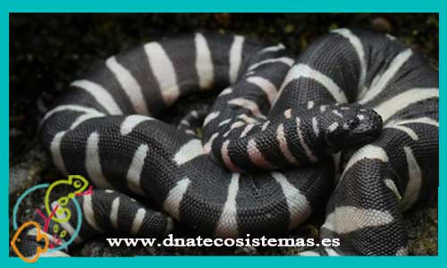 oferta-serpiente-chersydrus-granulatus-m-l-tienda-de-serpientes-baratas-online-venta-de-reptiles-economicos-por-internet-tiendamascotasdnatecosistemasonline-oferta