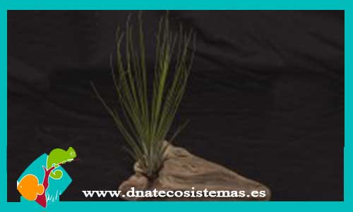 tillandsia-filifolia-diametro-10cm-altura-20cm-tienda-online-de-productos-para-terrarios